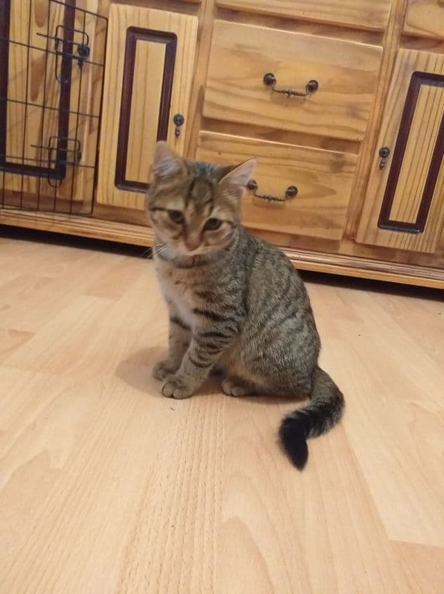 Photo de Adopté(e)