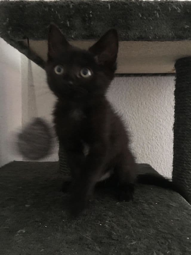 Photo de Adopté(e)