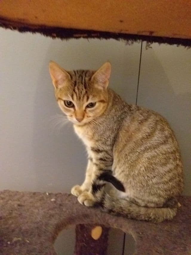 Photo de Adopté(e)