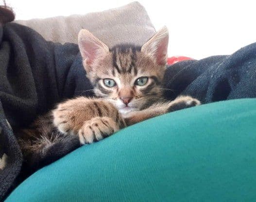 Photo de Adopté(e)