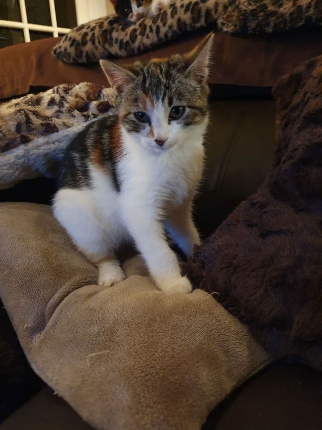 Photo de Adopté(e)