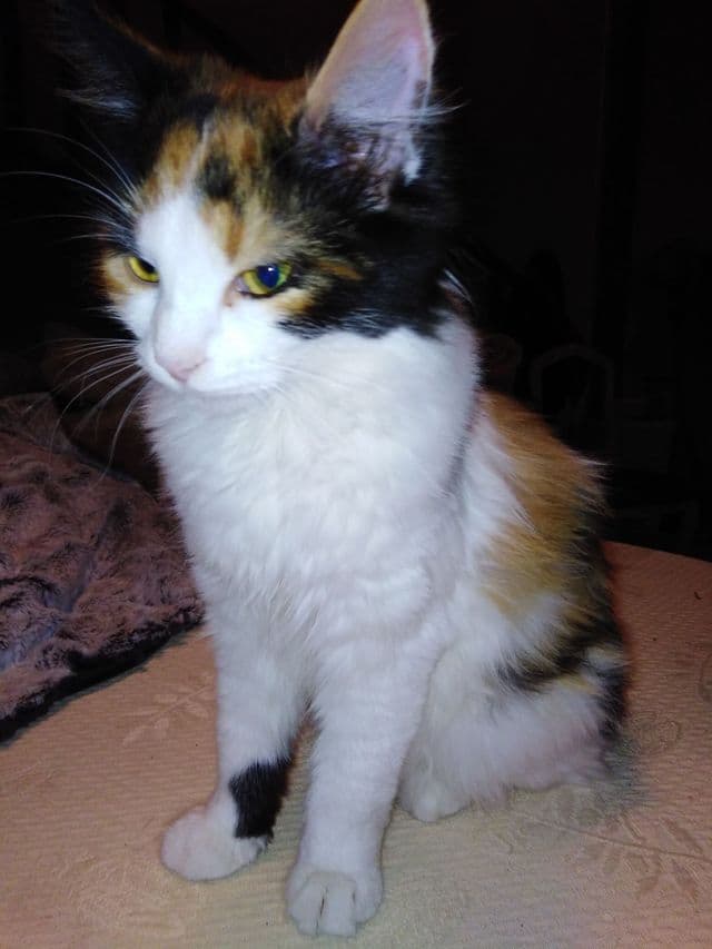 Photo de Adopté(e)
