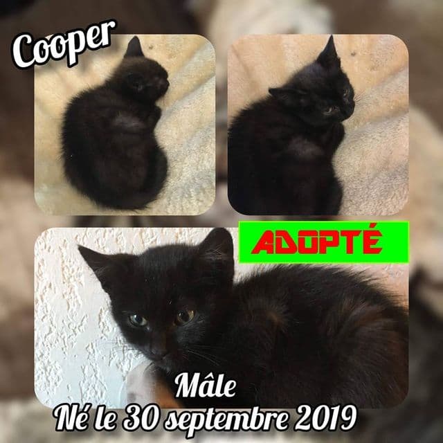 Photo de Cooper