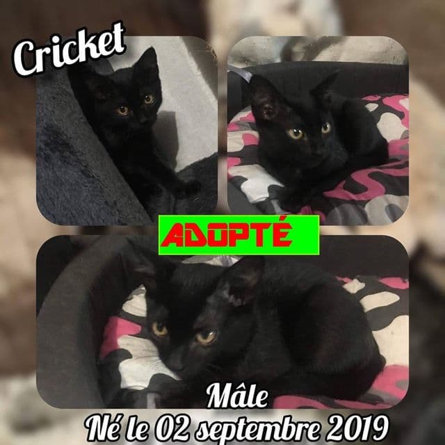 Photo de Cricket