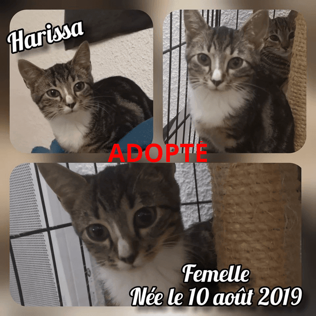 Photo de Harissa