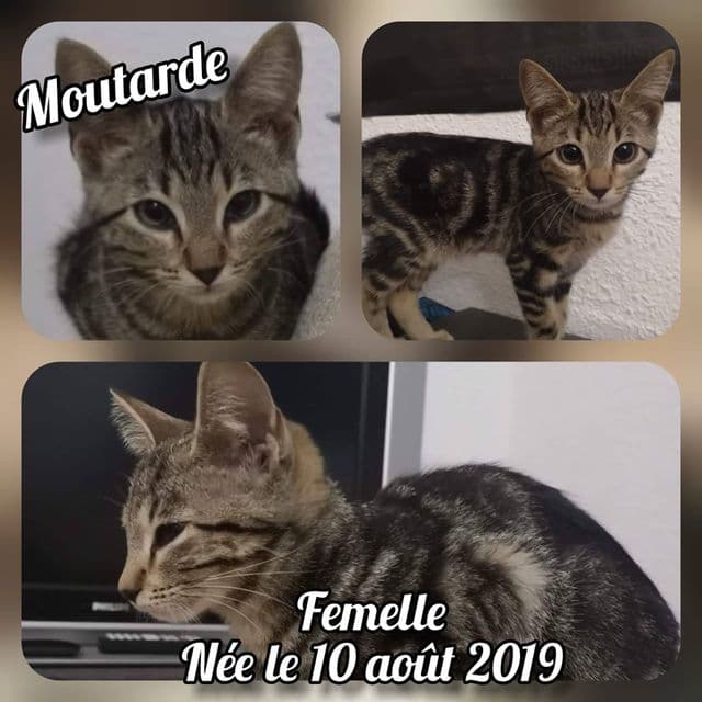 Photo de Moutarde