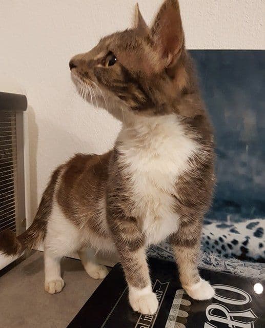Photo de Adopté(e)