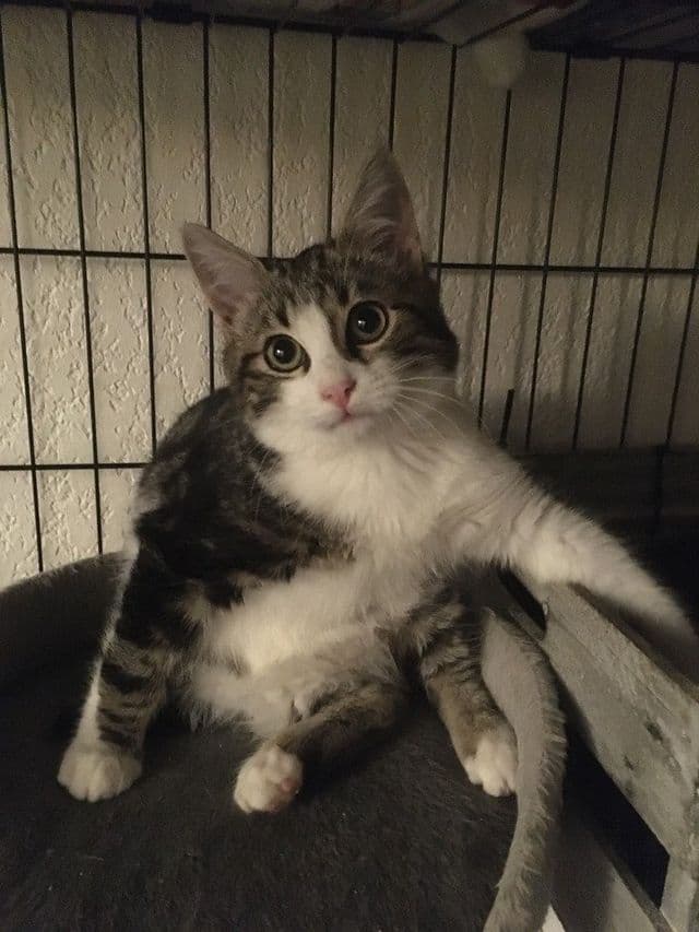 Photo de Adopté(e)