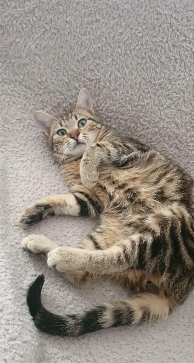 Photo de Adopté(e)