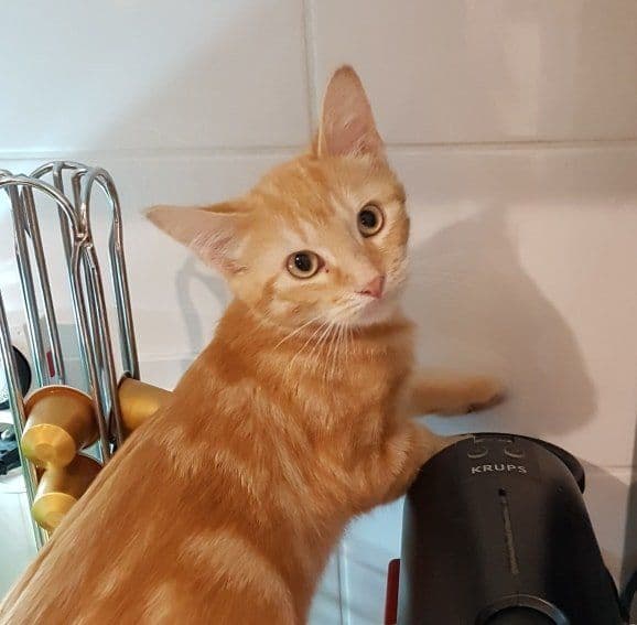 Photo de Adopté(e)