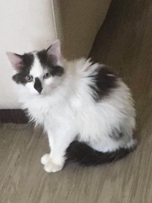 Photo de Adopté(e)