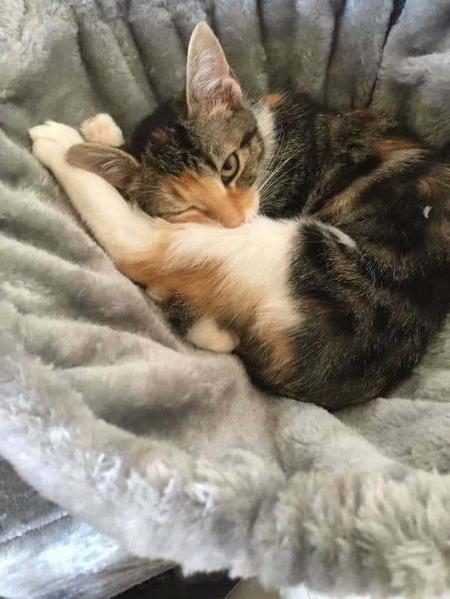 Photo de Adopté(e)