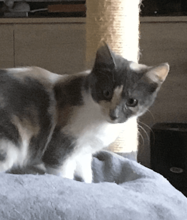 Photo de Adopté(e)