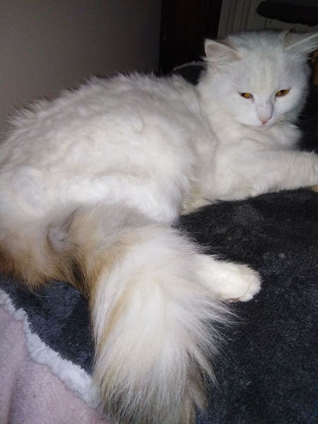 Photo de Adopté(e)