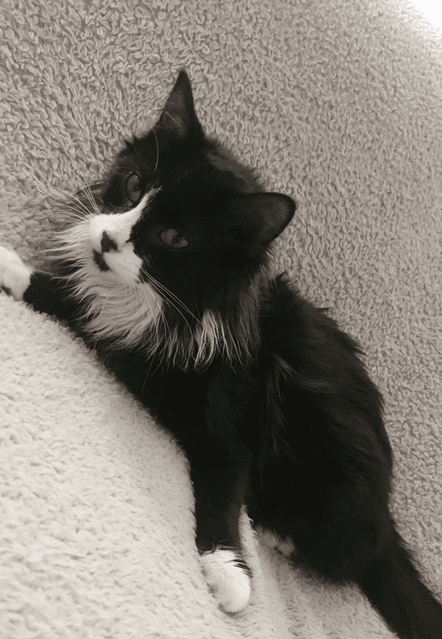 Photo de Adopté(e)