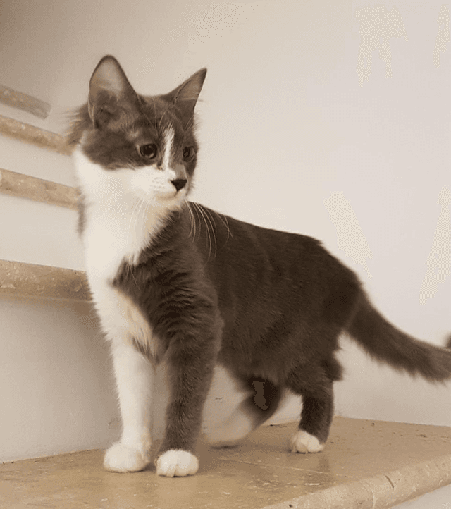 Photo de Adopté(e)