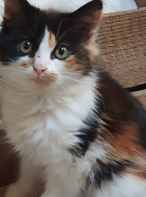 Photo de Adopté(e)
