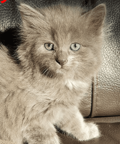 Photo de Adopté(e)