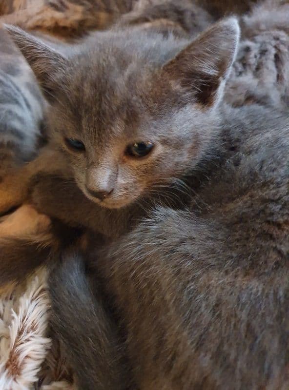 Photo de Adopté(e)