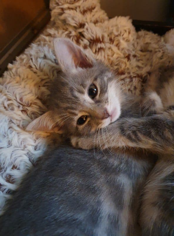 Photo de Adopté(e)
