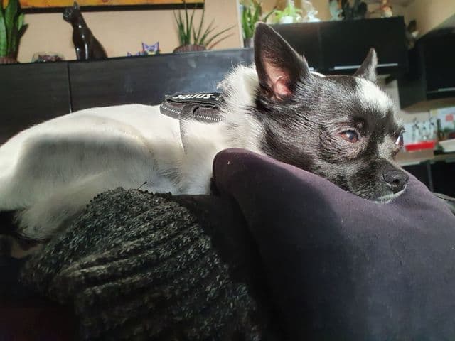 Photo de Adopté(e)