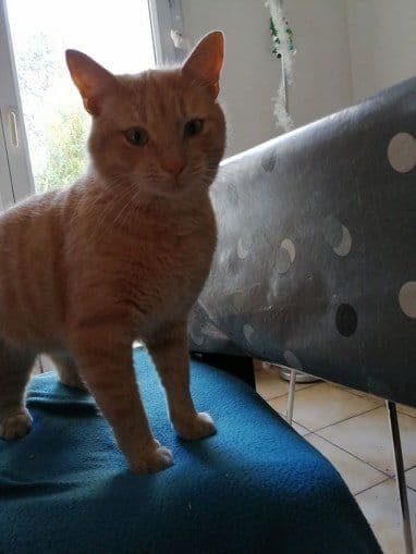 Photo de Adopté(e)