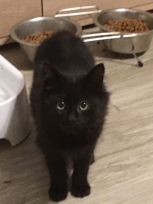 Photo de Adopté(e)