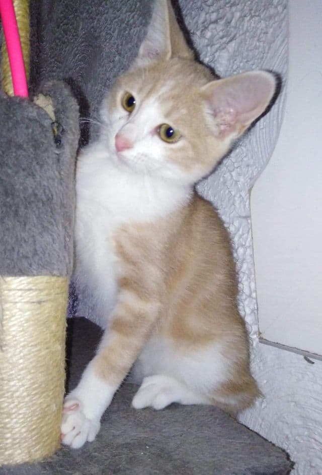 Photo de Baron