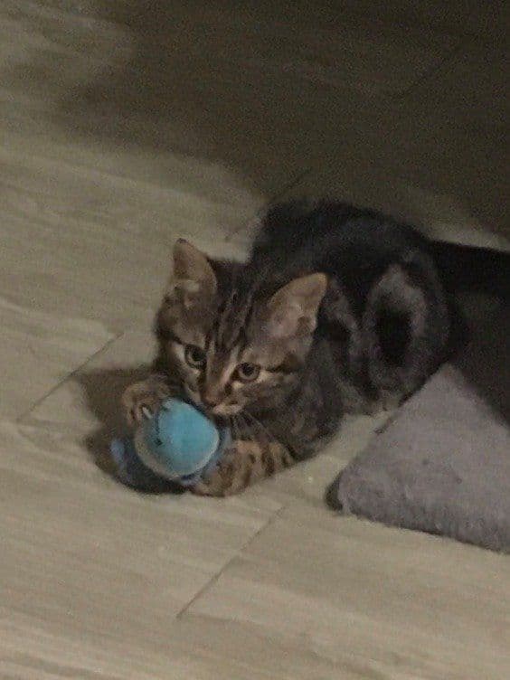 Photo de Coco