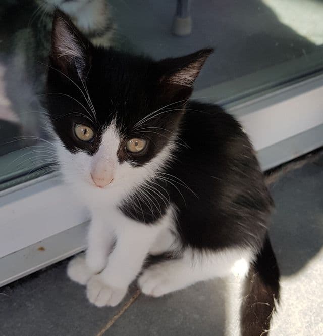 Photo de Junior