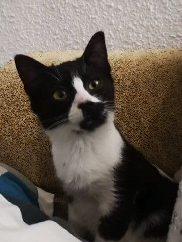 Photo de Pringles