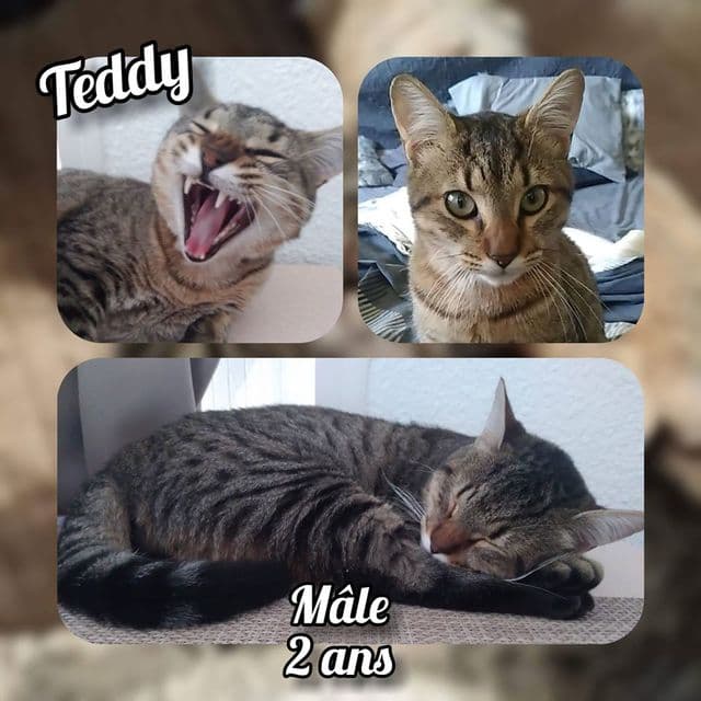 Photo de Teddy