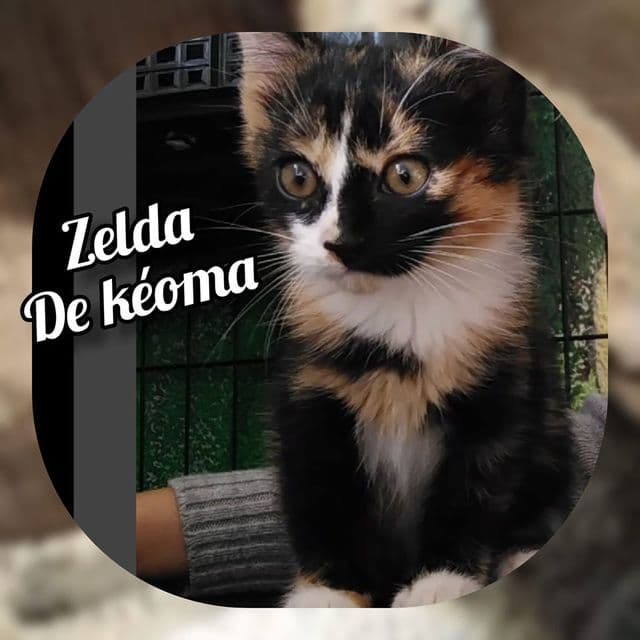 Photo de Zelda 2020