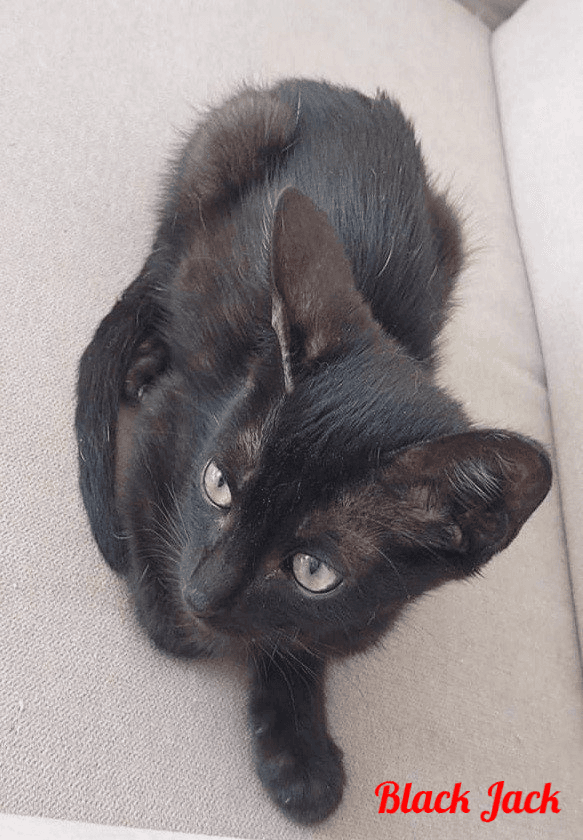 Photo de Black-Jack
