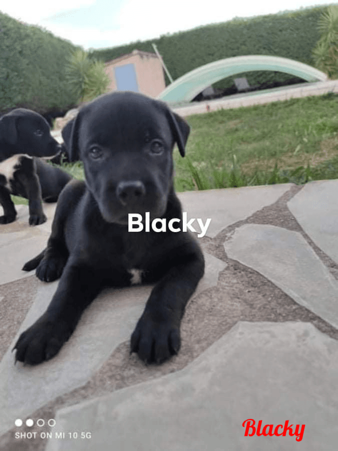 Photo de Blacky-chien