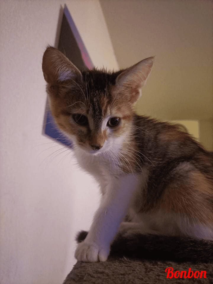 Photo de Bonbon