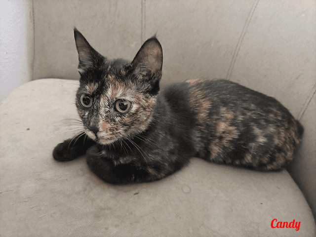 Photo de Candy