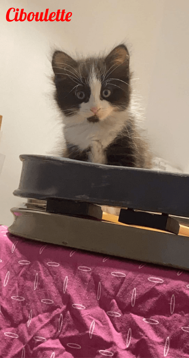 Photo de Ciboulette