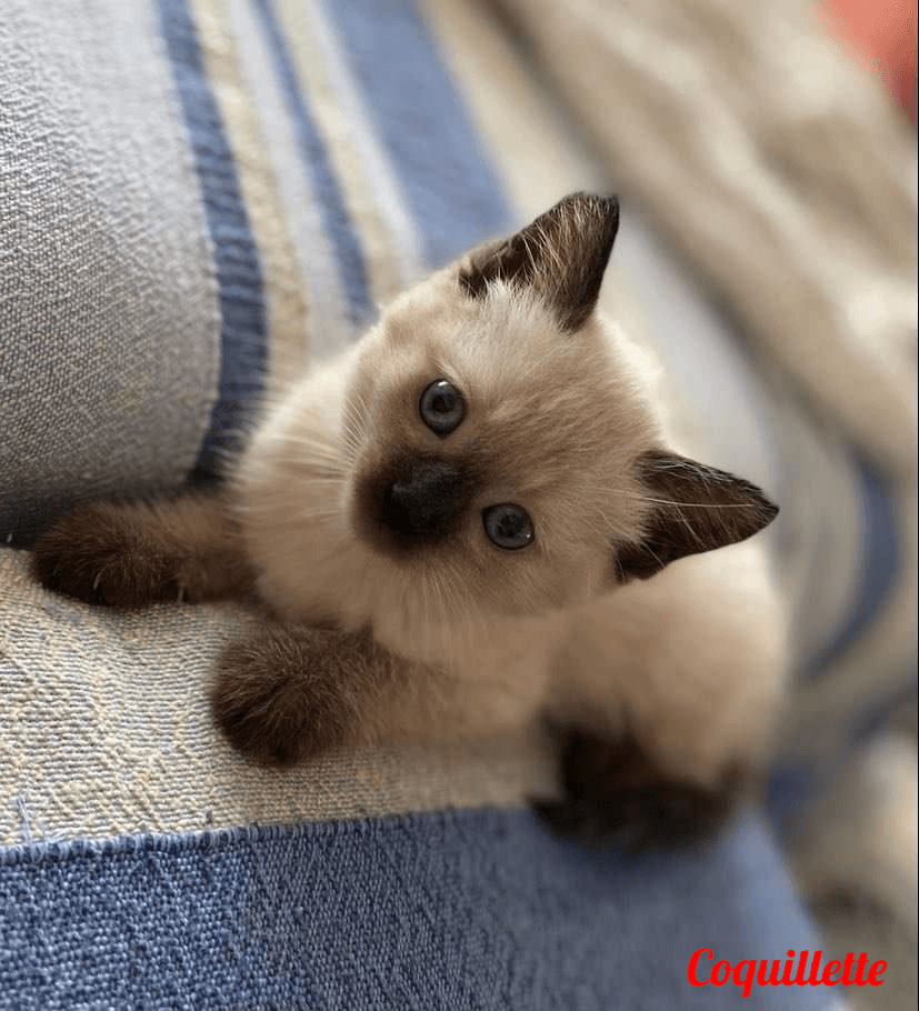Photo de Coquillette