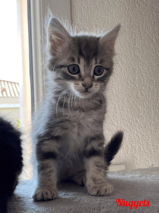 Photo de Croquette
