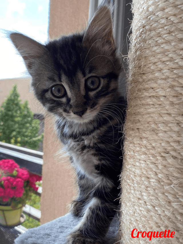 Photo de Croquette