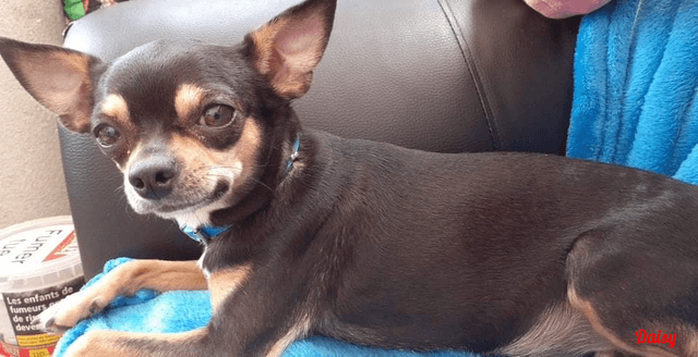 Photo de Daisy-chien