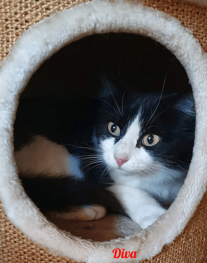 Photo de Diva