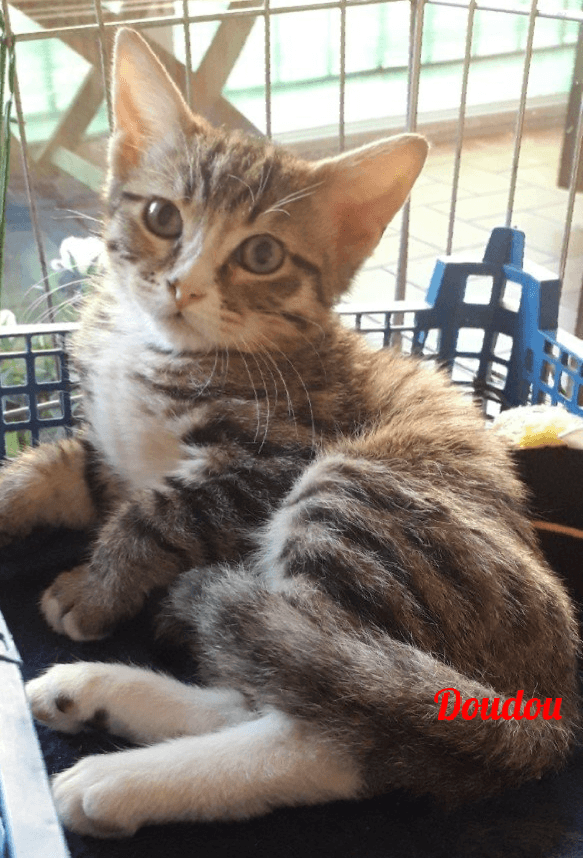 Photo de Doudou
