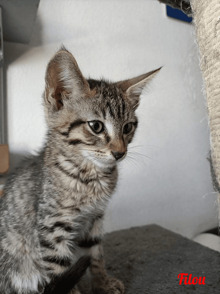 Photo de Filou