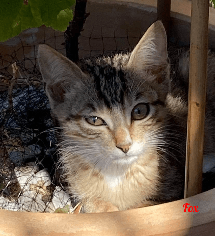 Photo de Fox