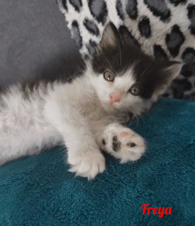 Photo de Freya