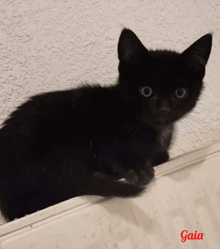Photo de Gaia