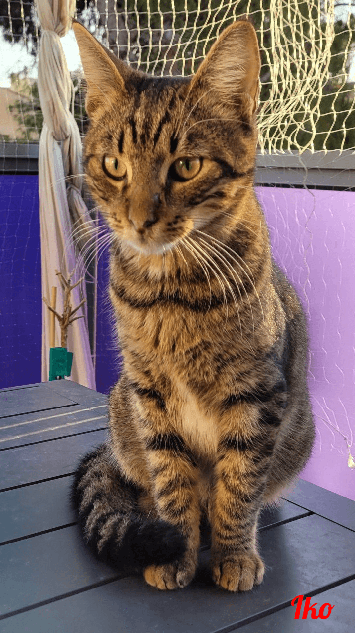 Photo de Iko-2