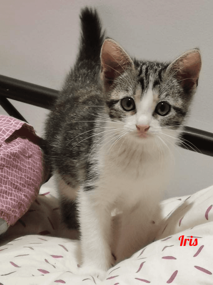 Photo de Iris
